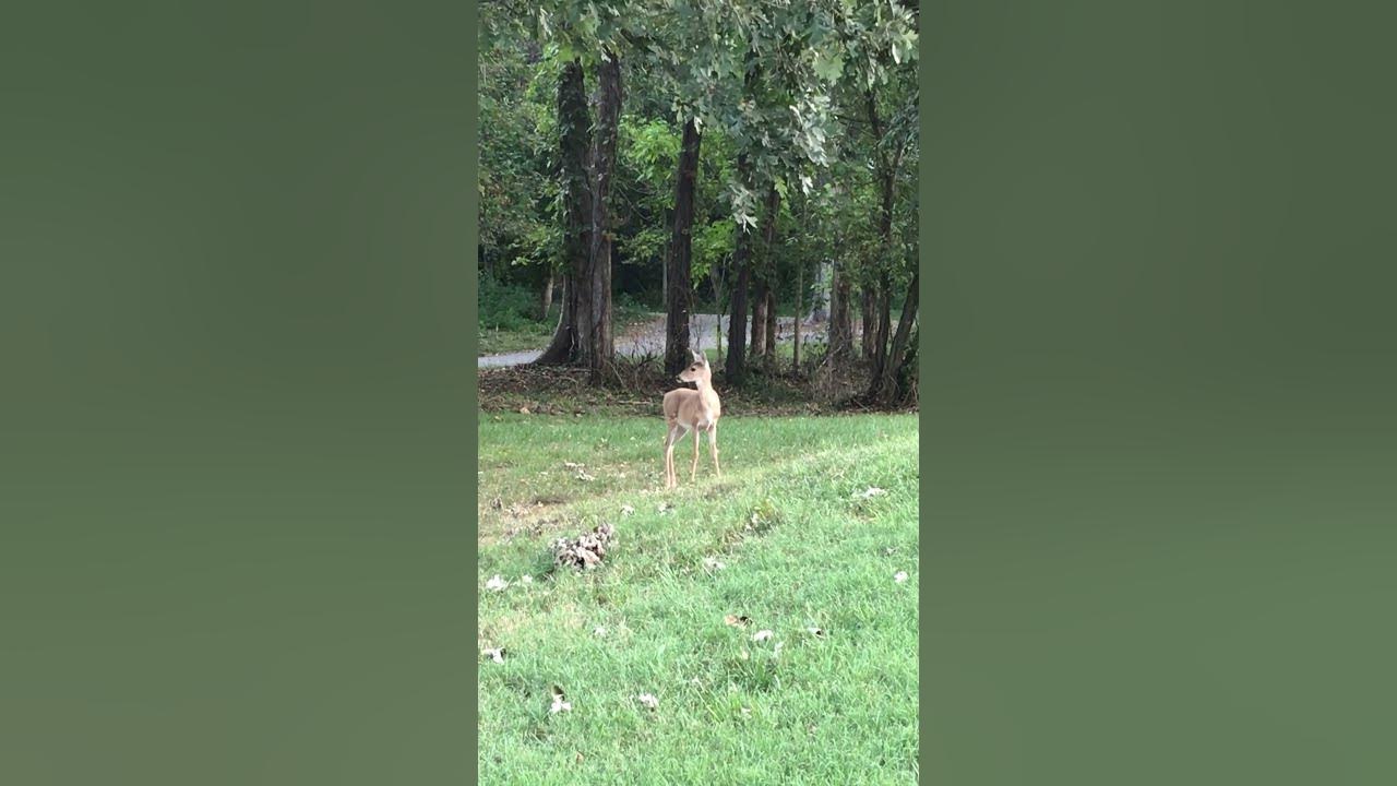 Runaway deer…