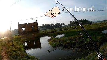 Câu lure cá lóc tại trạm bơm cũ, lên cá to trong ao rau muống, snakehead fishing lures