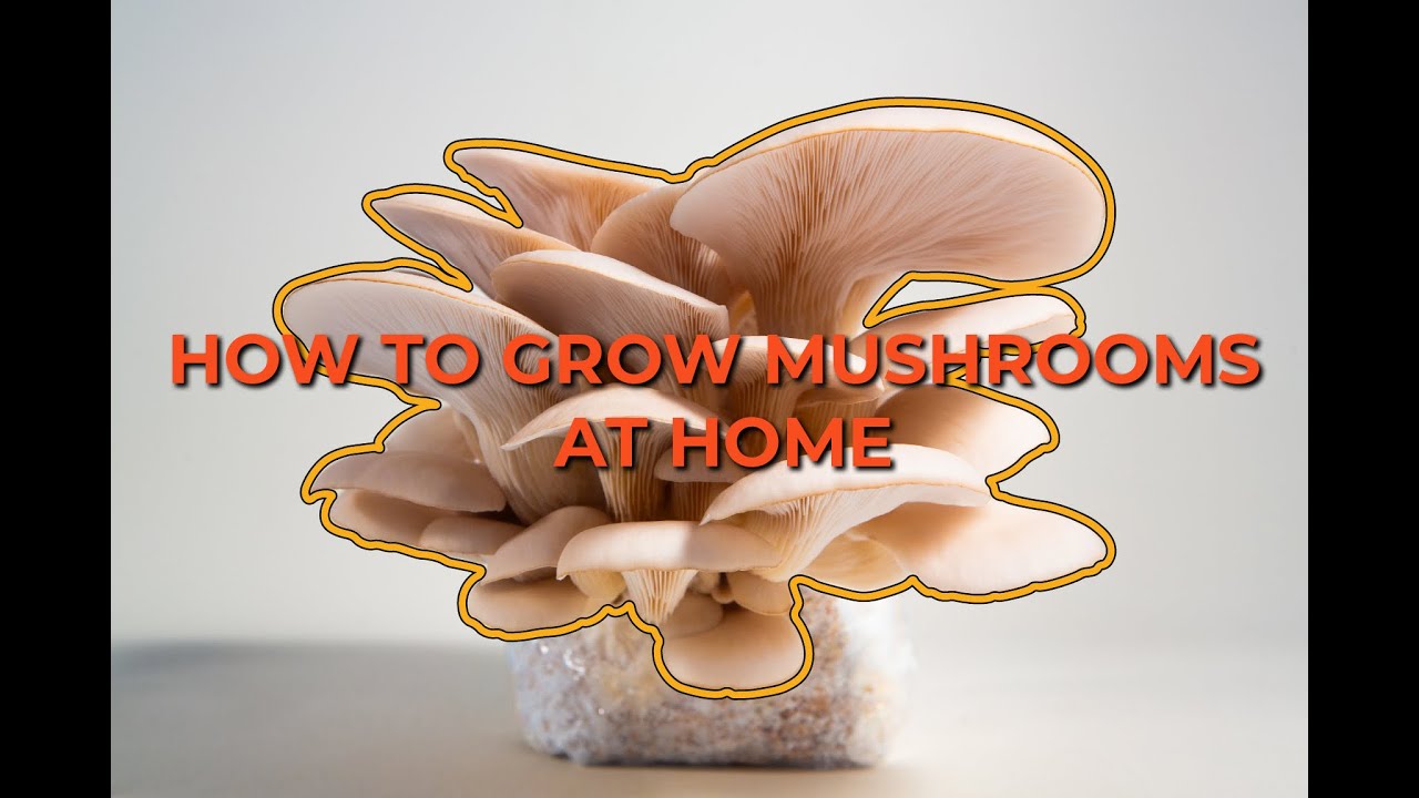 How To Grow Mushrooms From Start To Finish Using Our Coco Coir All-in-One Grow Bag.