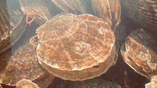 An overview of Scallop Cultures in Lake Saroma