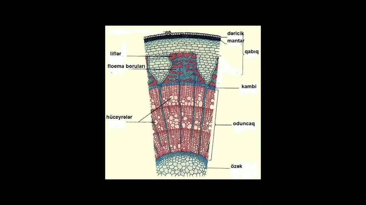 Внутреннее строение части стебля. Строение стебля двудольного древесного растения. Поперечный срез древесного стебля биология 6 класс. Поперечный срез стебля двудольного древесного растения. Строение стебля Ксилема и флоэма.