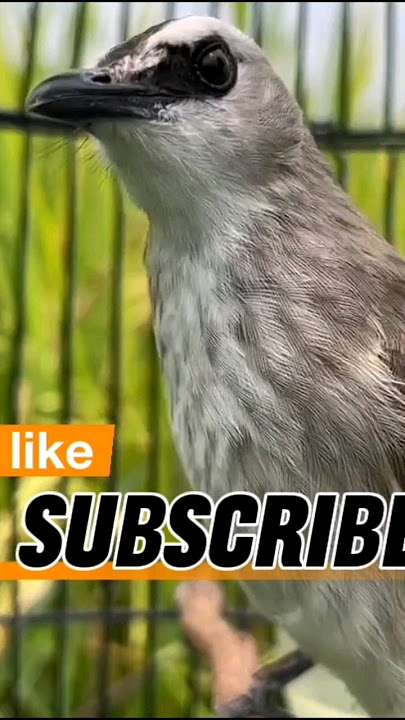 suara Trucuk NGUPLIK Pancingan Agar BUNYI #birdsong #trucuk #trucukan #shorts #shortsviral #birds
