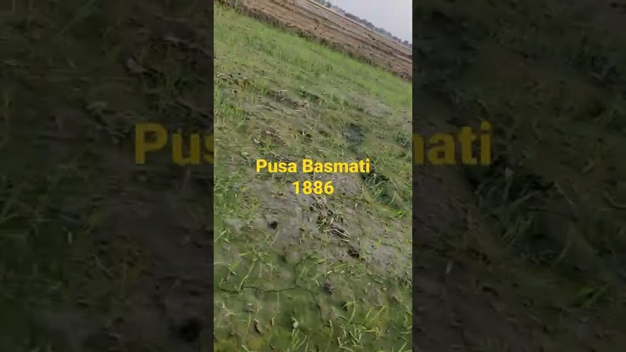 Pusa Basmati 1886