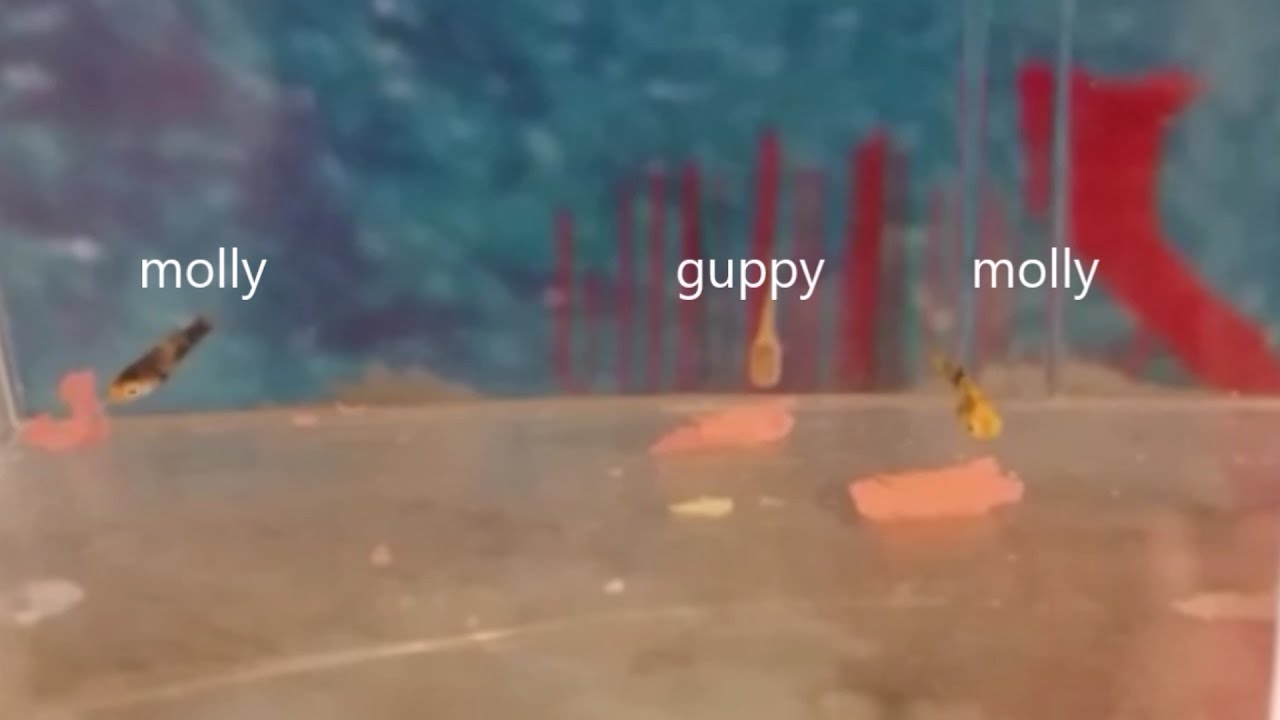 how to tell between guppy fry and molly fry molly fry vs platy growth chart