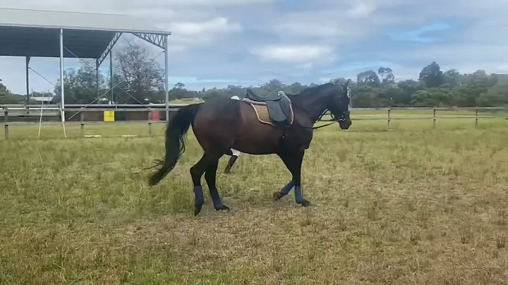 Caitlin Pritchard KRPC B certificate exam lunging