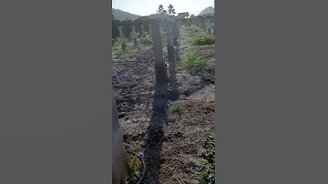 BÉC CHỐNG CÔN TRÙNG (BÉC TƯỚI CHO CÂY TRỒNG _ THANH LONG...)