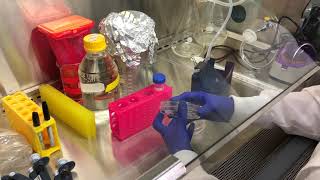 Tissue Culture How To Passage Cells