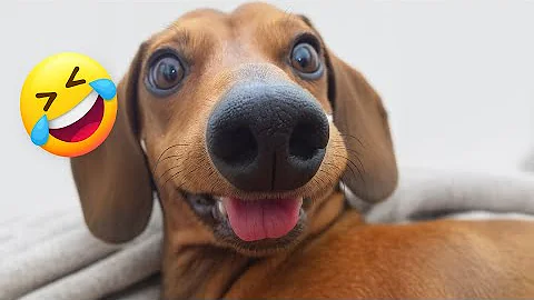 Video 8485541: best pet compilation, compilations funny pets, laugh funny pets, hilarious cats dogs, funniest pets