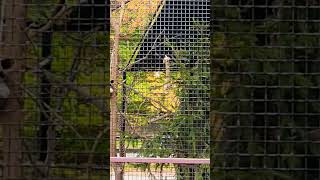 Kookaburra Establishing His Territory With His Loud Call While Eating Food  #clevelandzoo 🪶🪶🪶🪶🐁🪶🪶🪶🪶