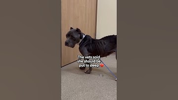 AL DONATIONS ARE ACCEPTED THROUGH PAYPAL LINK IN THE BIO PLEASE CONSIDER DONATING ANY AMOUNT TO HELP