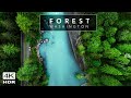 Forest 4k washingtons  stunning nature  cinematic relaxation film with calming music