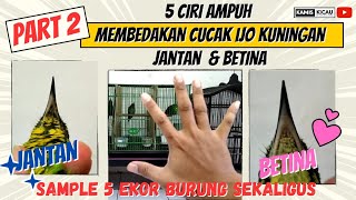 5 Ciri-Ciri Ampuh Membedakan Burung Cucak Ijo Kuningan Jantan dan Betina | Part 2 @KamisKicau