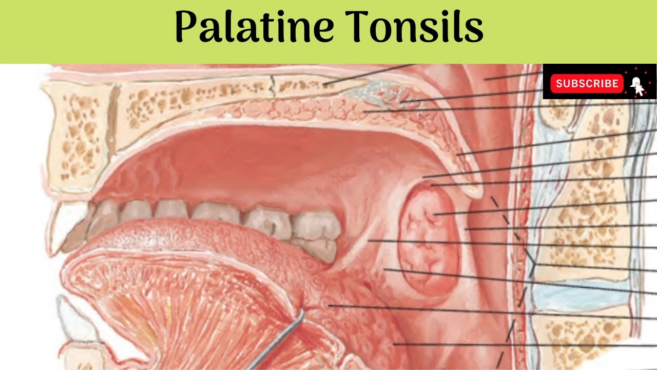 Lingual Tonsil Anatomy