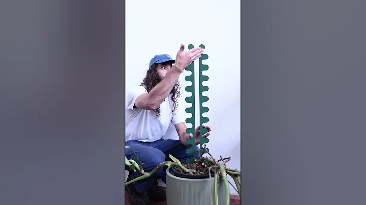 How to stake large monstera plants the right way #plants #monstera #planttips
