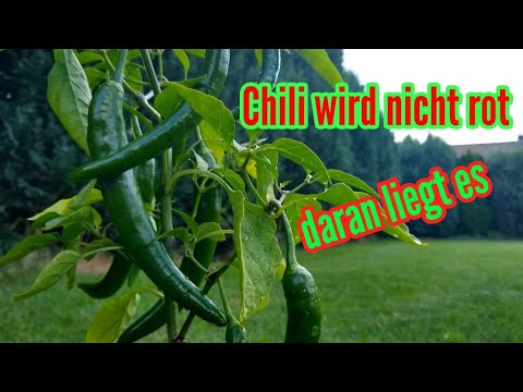 Video: Warum werden meine Chilis nicht rot?