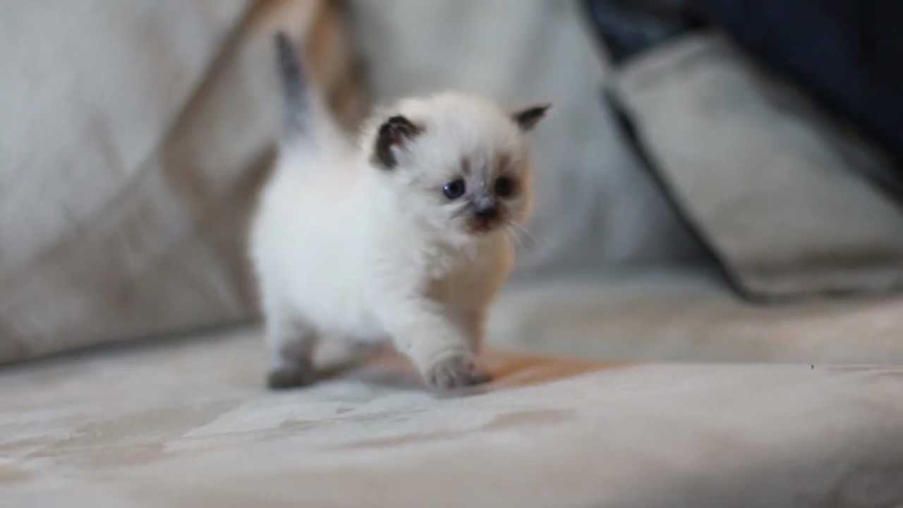 blue himalayan kitten