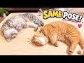 This Cat Couple Fell Asleep in the Exact Same Pose 😹💤