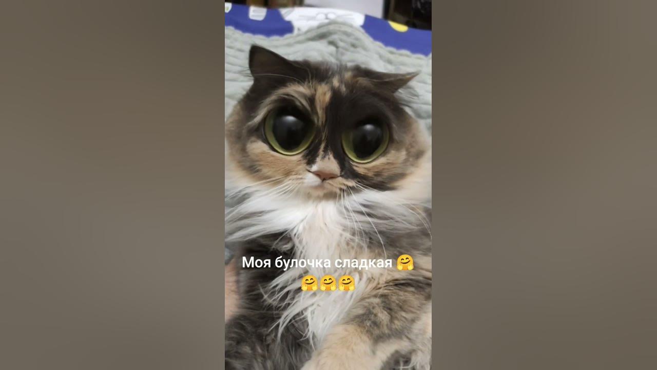 Котяша моя🤣 #мурка #животные #пушистые #рекомендации - YouTube