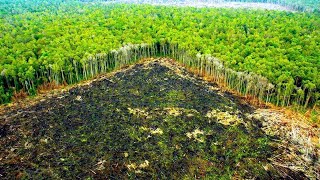 Reality Check - Mrbeasts