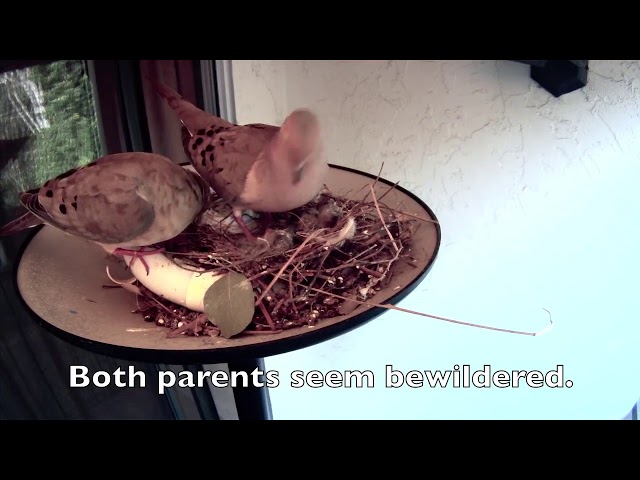 Doves chicks die in nest; How the parents reacted 1280x720 class=