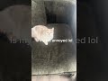 I think my cat is annoyed lol #funny 
