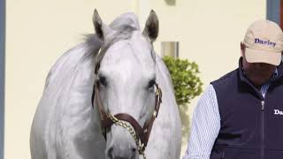 FROSTED – A triple G1 winner, the best by Tapit