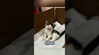 Si tú gato te ha mordido alguna vez... necesitas escuchar esto.