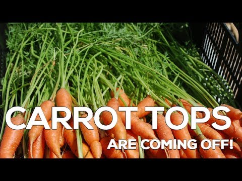 Carrot Tops are