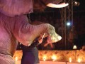 Ernstig verstoord welzijn olifant Circus Renaissance