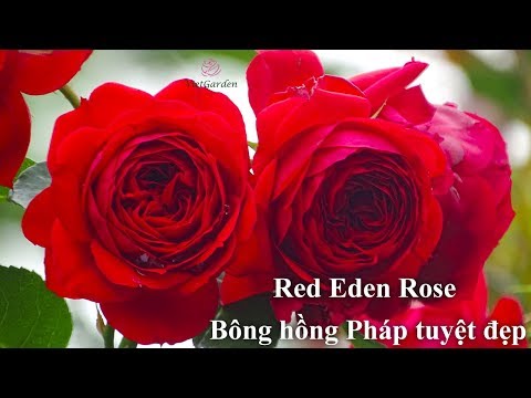 Video Red Eden Rose - Bông hồng Pháp tuyệt đẹp - youtube