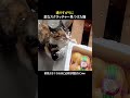 通りすがりに変なスクラッチャー見つけた猫