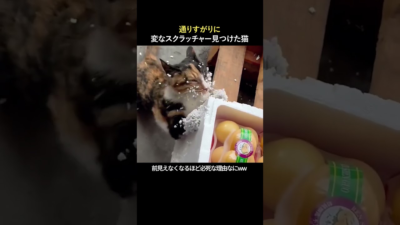 通りすがりに変なスクラッチャー見つけた猫