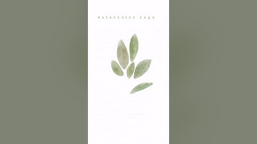 Watercolor sage herb painting on procreate | botanical illustration