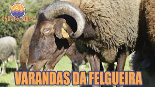Varandas da Felgueira - Vale de Cambra
