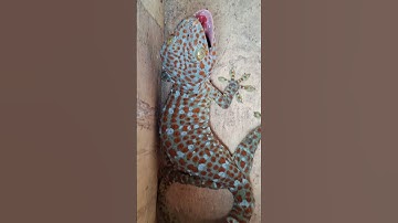 Tokay Gecko sound #gecko
