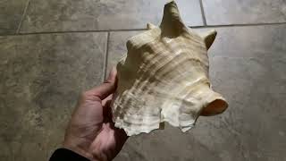 Conch Shell | 1 Large Bahama Conch Seashell 8-10" | Plus Free Nautical eBook by Joseph Rains