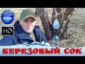 Берёзовый сок , кладовая леса Сибири #ru_kompass #березовыйсок #лес