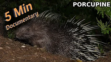 Porcupine - 5 Minute Documentary