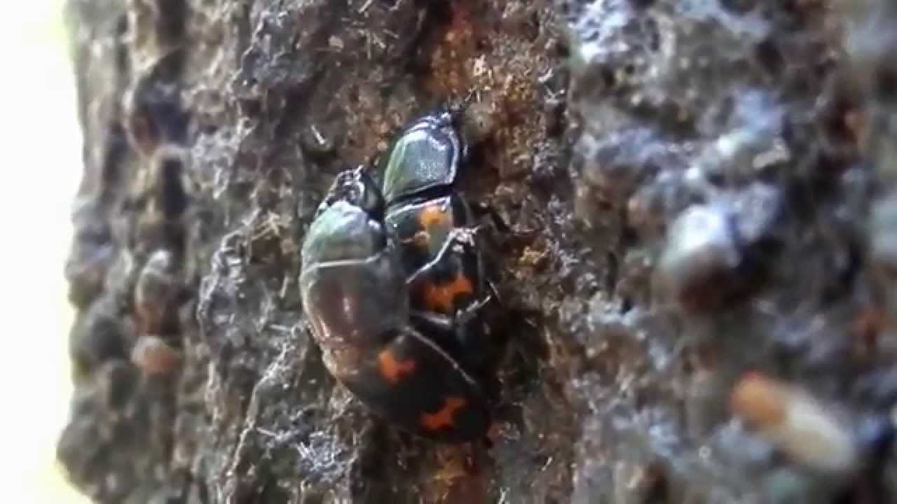 ヨツボシケシキスイ