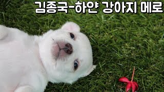 [한시간 듣기] 김종국 - 하얀 강아지 메로