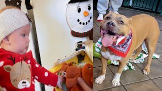 Happy Pitbull & Baby Sister Open Christmas Gifts From Subscribers by Capone and Fam 1,305 views 3 years ago 4 minutes, 58 seconds