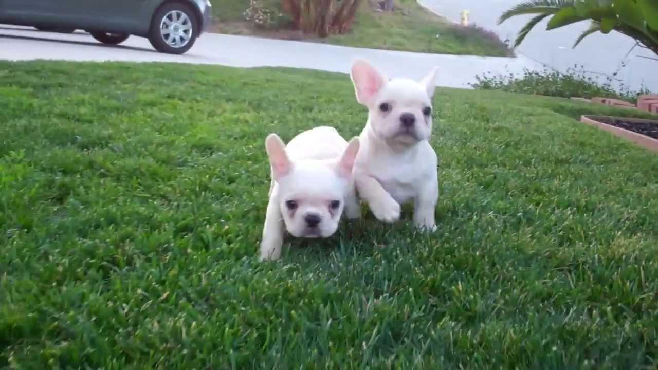 AKC Cream French Bulldog Puppies for Sale! Male and Female ...