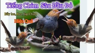 TIẾNG CHIM SÂU ĐẦU ĐỎ MỒI GỌI BỔI VỀ NHANH VÀ HIỆU QUẢ.BẪY LOA, BẪY KEO, BẪY LỤP