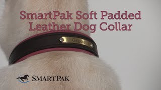 SmartPak Soft Padded Leather Dog Collar Review screenshot 2