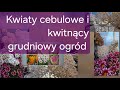 Teraz można kupić tulipany i inne cebulki w korzystnych cenach. To inwestycja w dobry humor