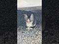 豪雨に流されて生き延びた子猫