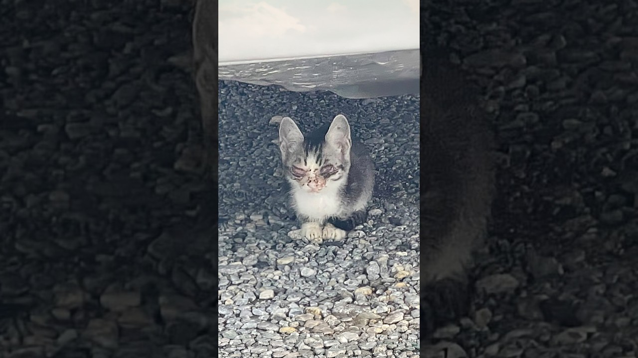 豪雨に流されて生き延びた子猫