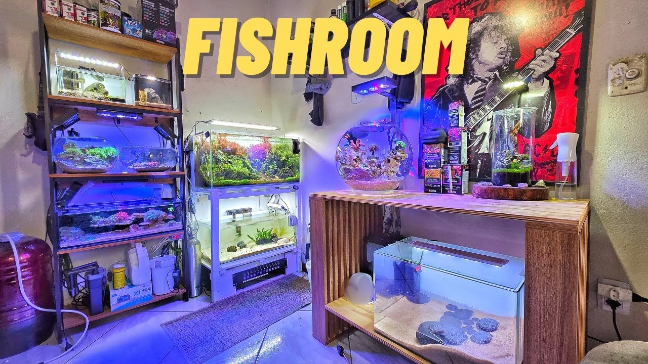 TOUR PELOS MEUS AQUÁRIOS DA MINHA FISHROOM !!!