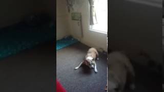 Crazy Daisy The Staffordshire Bull Terrier Is At It Again Lol