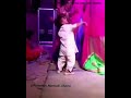 New Rajasthani Whatsapp Status 2019 | Chote se bache ka kamal | ROMANTIC MARWADI CHORRA Whatsapp Status Video Download Free